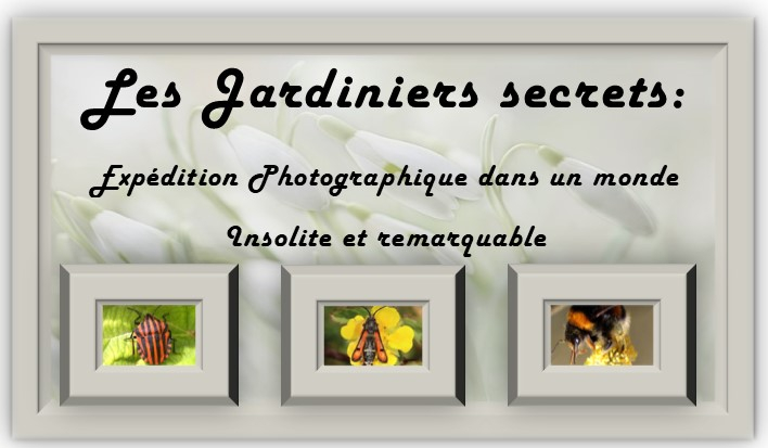 Image_annonce_Wew