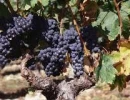 Autour du cépage Merlot..._2