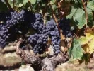 Autour du cépage Merlot..._2 Autour du cépage Merlot..._2