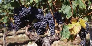 Autour du cépage Merlot..._2
